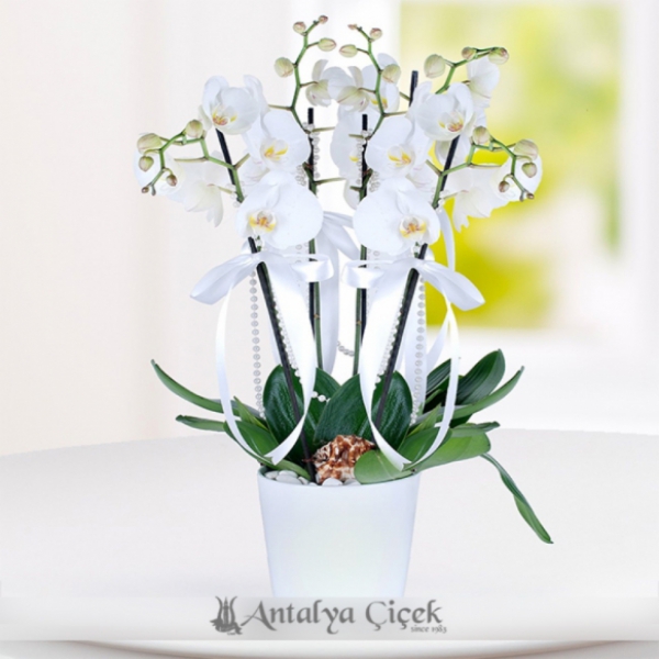Seramik Vazoda 4 Dallı Beyaz Orkide Resim 1