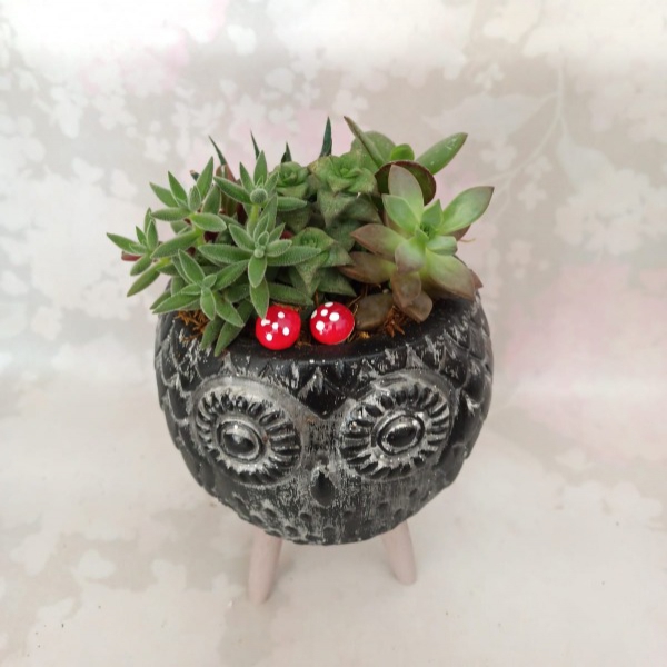 Succulents in an owl planter Resim 1