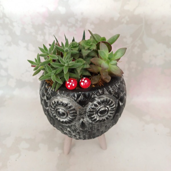 Succulents in an owl planter