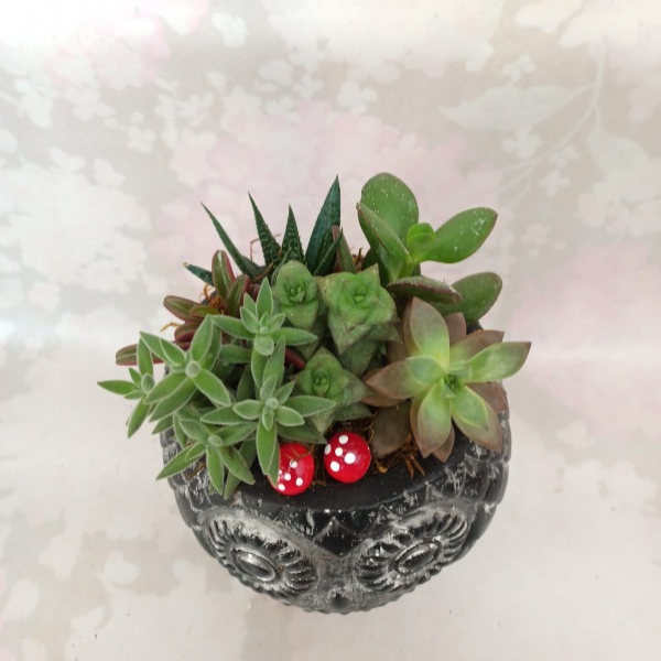 Succulents in an owl planter Resim 2