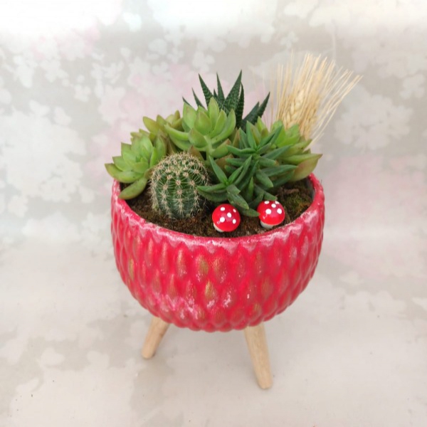 Terrarium in Red Pot Resim 1