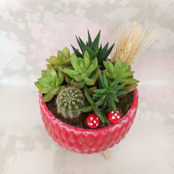 Terrarium in Red Pot Resim 2