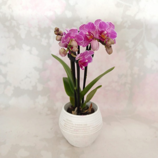 Mor mini orkide Resim 2