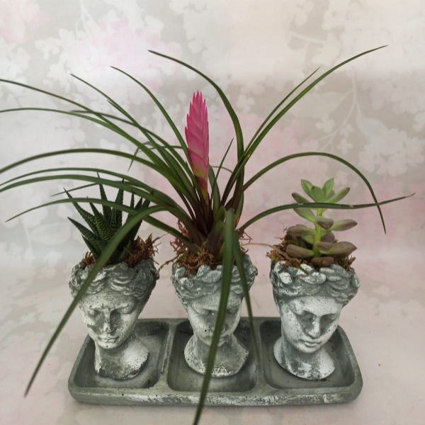 Succulent Trio Resim 1