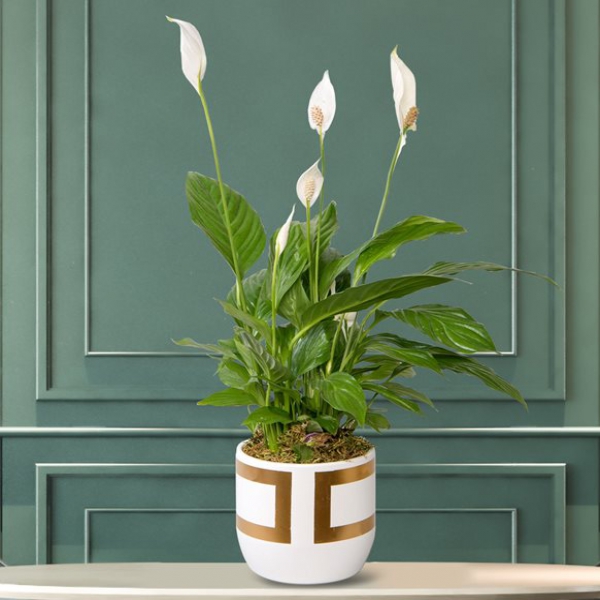 Spathihylium Plant in a Checkered Vase