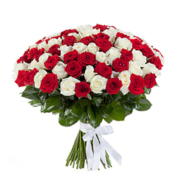 101 White and Red Roses