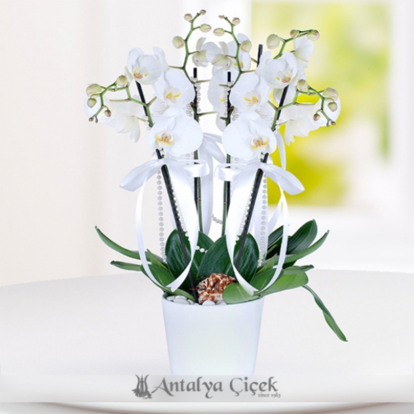 4 Branches White Orchid in Ceramic Vase