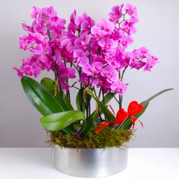 6 Branched Purple Orchid Resim 2