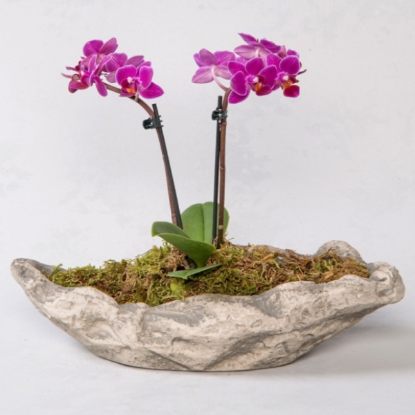 Mini Orchid in Decorative Pot Resim 1