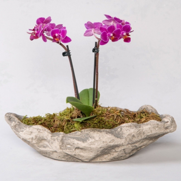 Mini Orchid in Decorative Pot