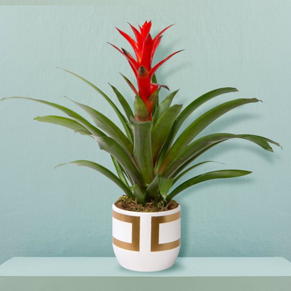 Guzmania Plant in a Gold Checkered Vase Resim 1