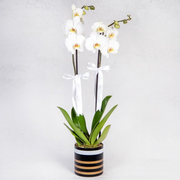 2-Stem Orchidee in einer Vase Resim 2