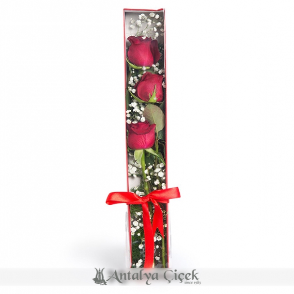 3 rote Rosen in der Box