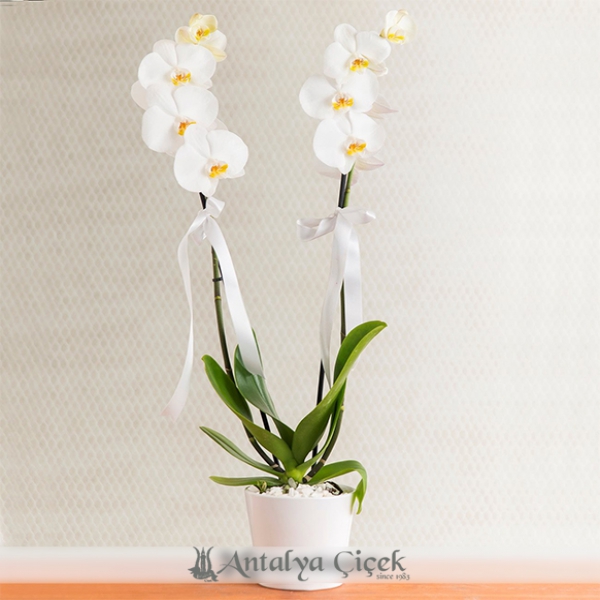 белая орхидея с двумя ветками Resim 1