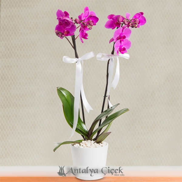 2 branched purple orchids Resim 1