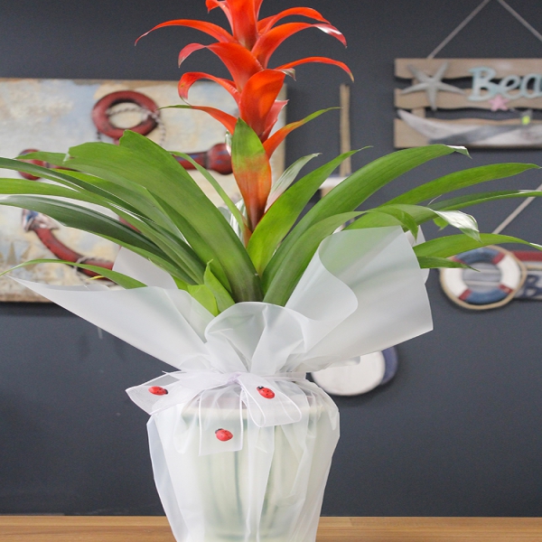 Guzmania Resim 1